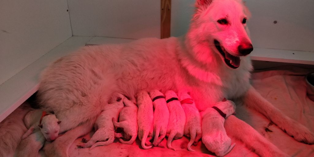 chiot Berger Blanc Suisse Du Reve De Jeunesse