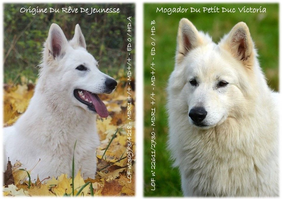 Du Reve De Jeunesse - Bonne nouvelle, des chiots sont en cours !