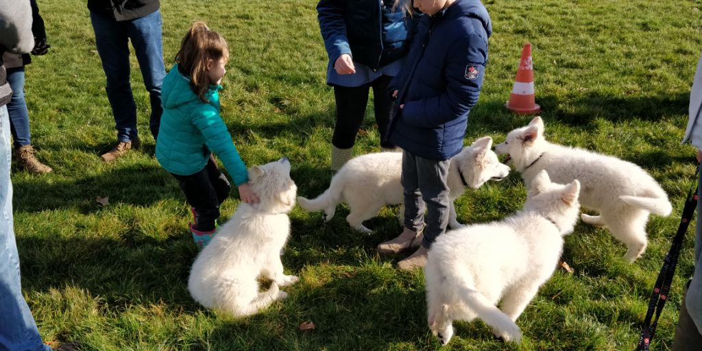 Séance d'école du chiot du 16/02/2019