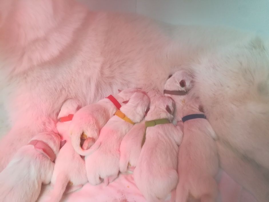 Du Reve De Jeunesse - Berger Blanc Suisse - Portée née le 23/11/2018