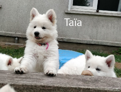 TAÏA